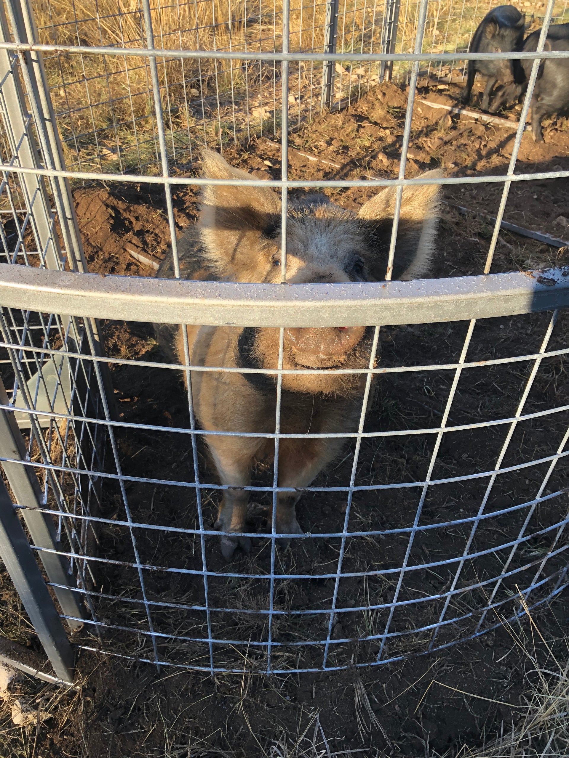 Large-capacity Boar Boss hog trap used to drive and capture multiple feral hogs at one time