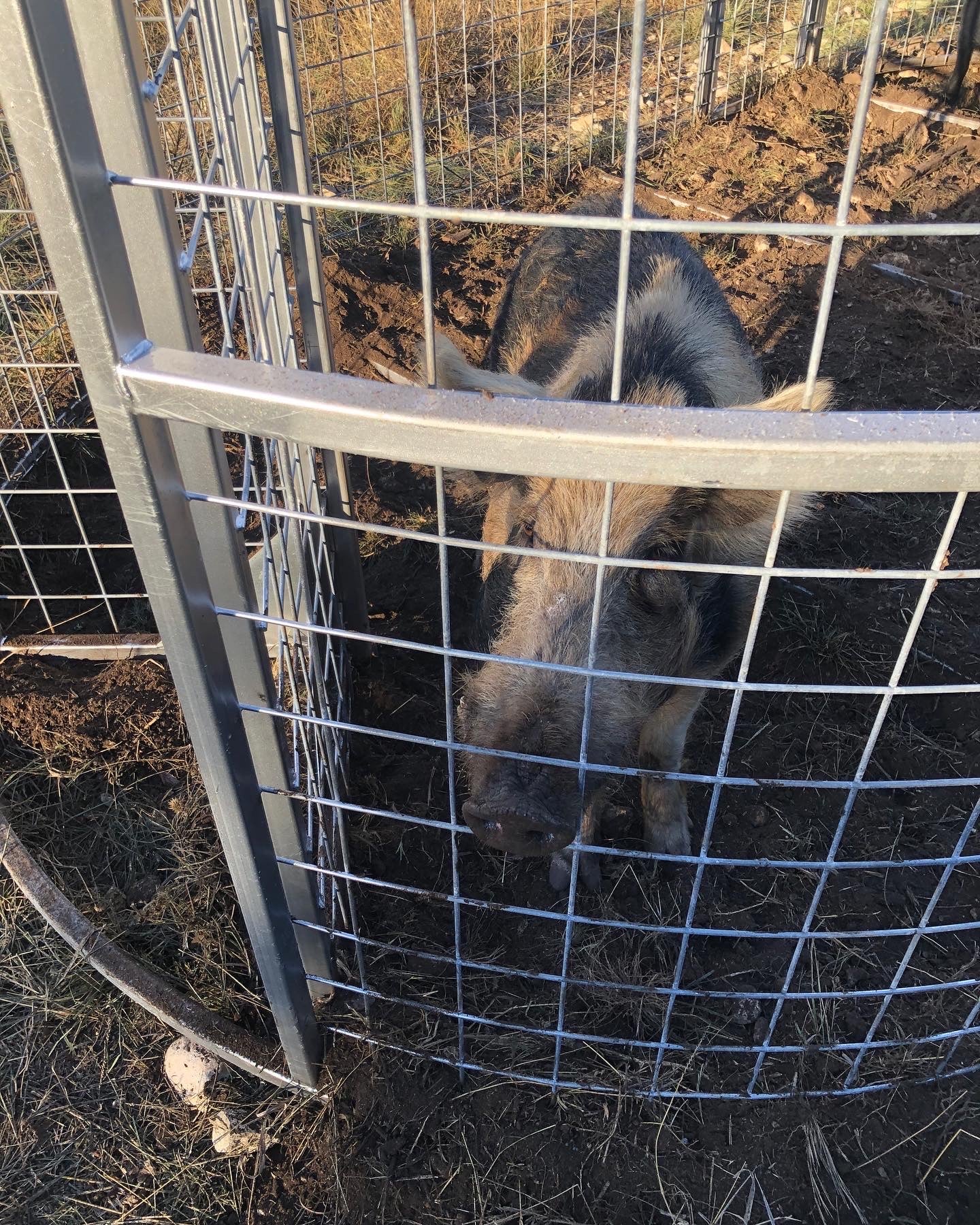 Large feral boar contained inside a Boar Boss hog trap designed for maximum trapping capacity