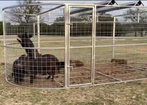 Heavy-duty Boar Boss hog trap designed for capturing multiple feral hogs at one time
