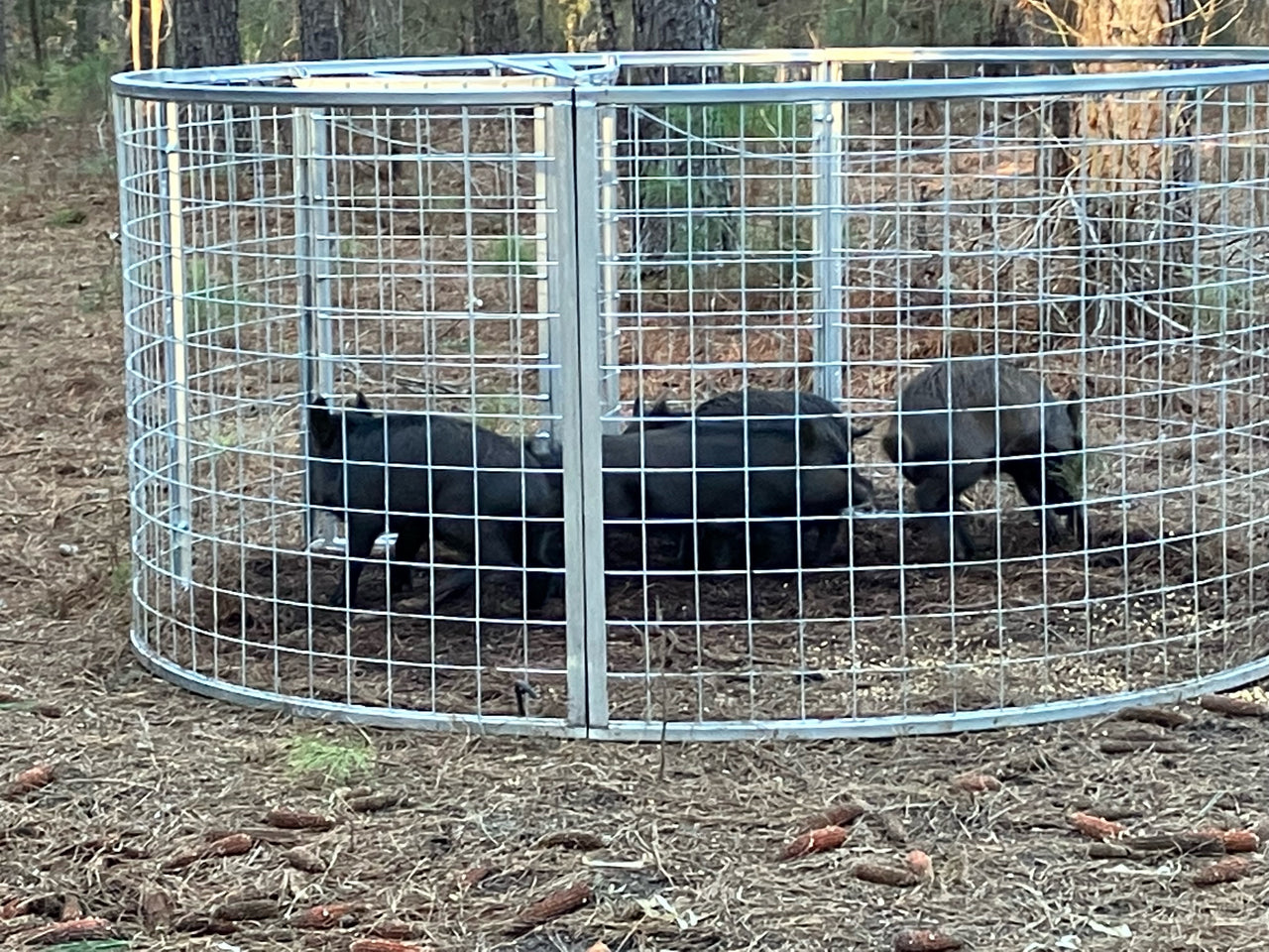 Two (2) Texas Swine Saloon Hog Traps