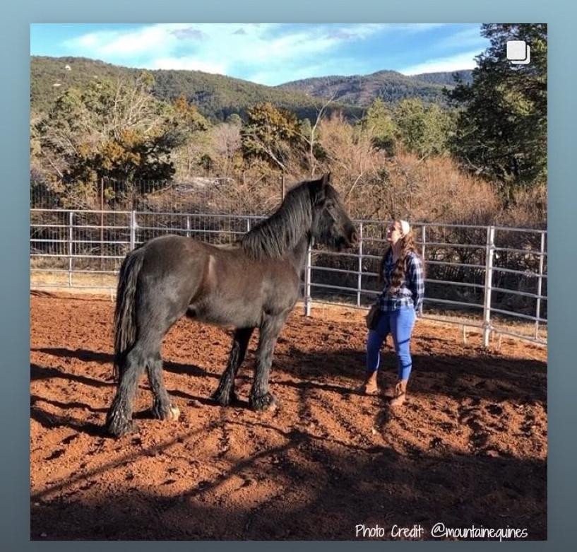 50' Lunging Round Pen