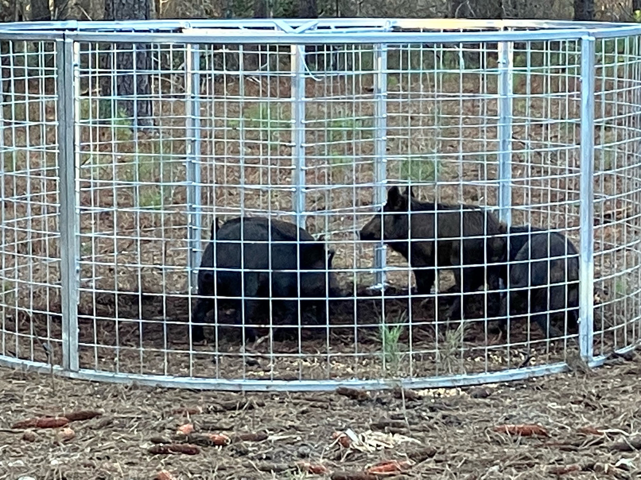 Two (2) Texas Swine Saloon Hog Traps