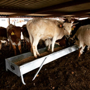 Cow standing inside a Red River Arenas MF10 galvanized feed bunk demonstrating heavy-duty construction