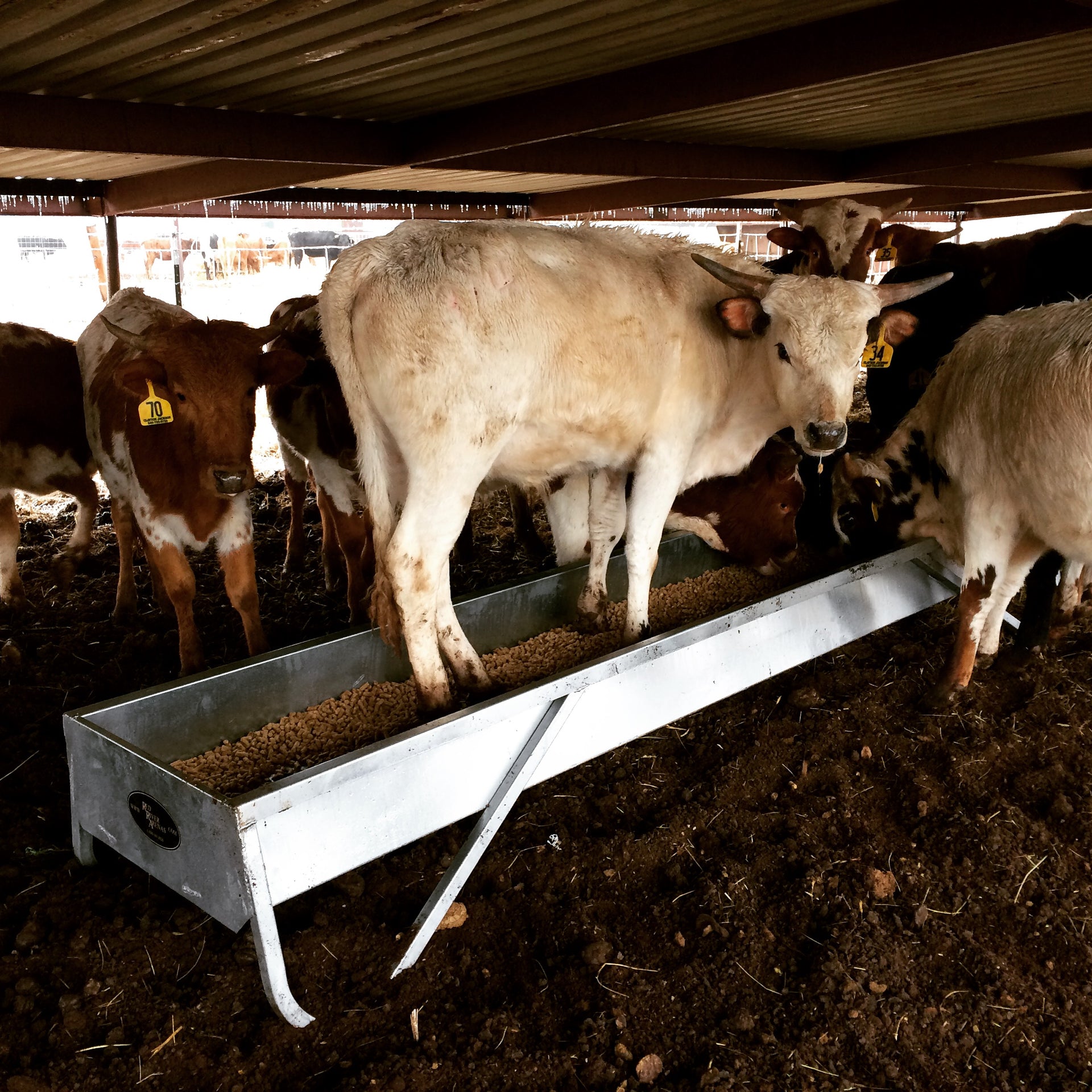 Cow standing inside a Red River Arenas MF10 galvanized feed bunk demonstrating heavy-duty construction