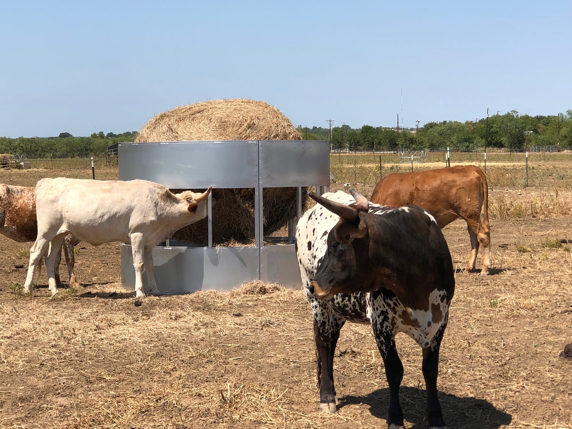 R6 heavy duty hay saver round bale feeder with cattle feeding