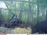 Feral hogs feeding on corn inside a baited Texas Swine Saloon hog trap