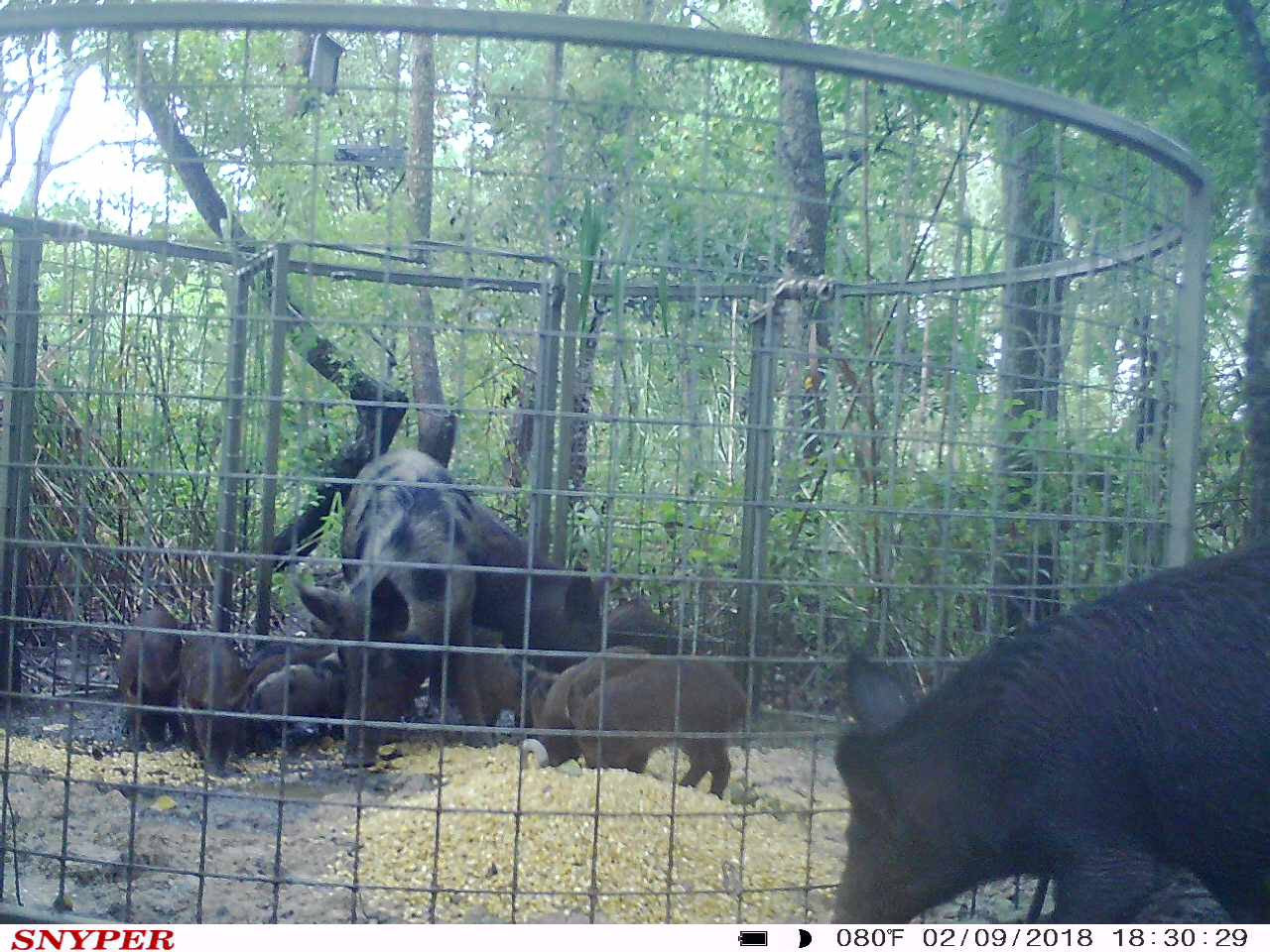 Feral hogs feeding on corn inside a baited Texas Swine Saloon hog trap