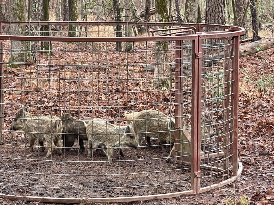 Portable Texas Swine Saloon hog trap containing several captured feral hogs