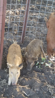 Texas Swine Saloon hog trap containing multiple captured feral hogs in a customer trapping operation