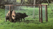 Original trap showing multiple feral hogs captured in a Texas Swine Saloon hog trap