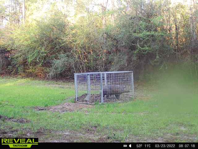 Game camera image of a Texas Swine Saloon hog trap with captured feral hogs