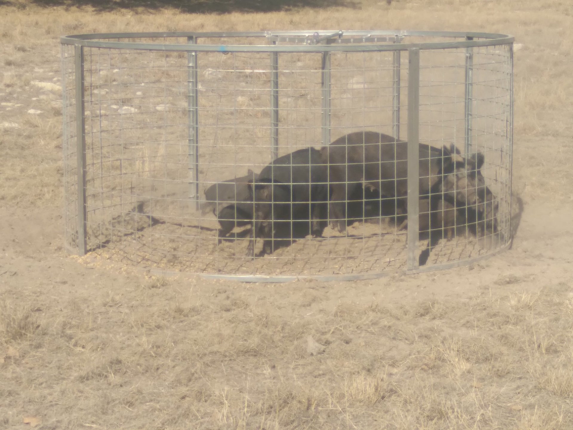 Texas Swine Saloon hog trap containing multiple feral hogs of different sizes captured on a game camera