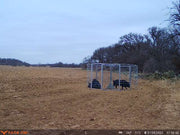 Texas Swine Saloon hog trap containing captured feral hogs in an open field on a customer property