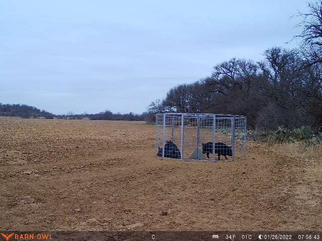 Texas Swine Saloon hog trap containing captured feral hogs in an open field on a customer property