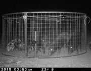 Night game camera image showing Red River's Hog Trap Rope Trick on a Texas Swine Saloon hog trap
