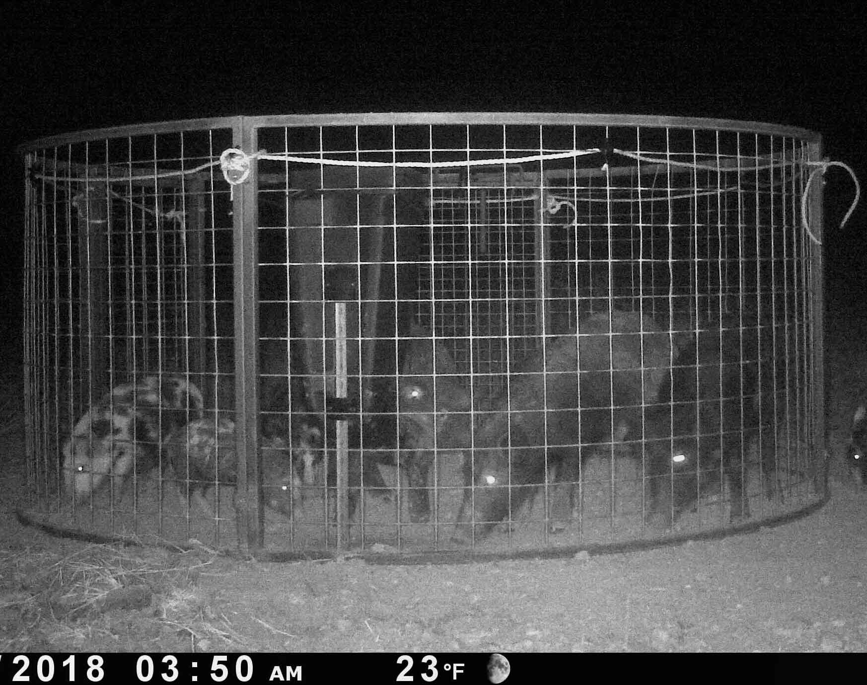 Night game camera image showing Red River's Hog Trap Rope Trick on a Texas Swine Saloon hog trap