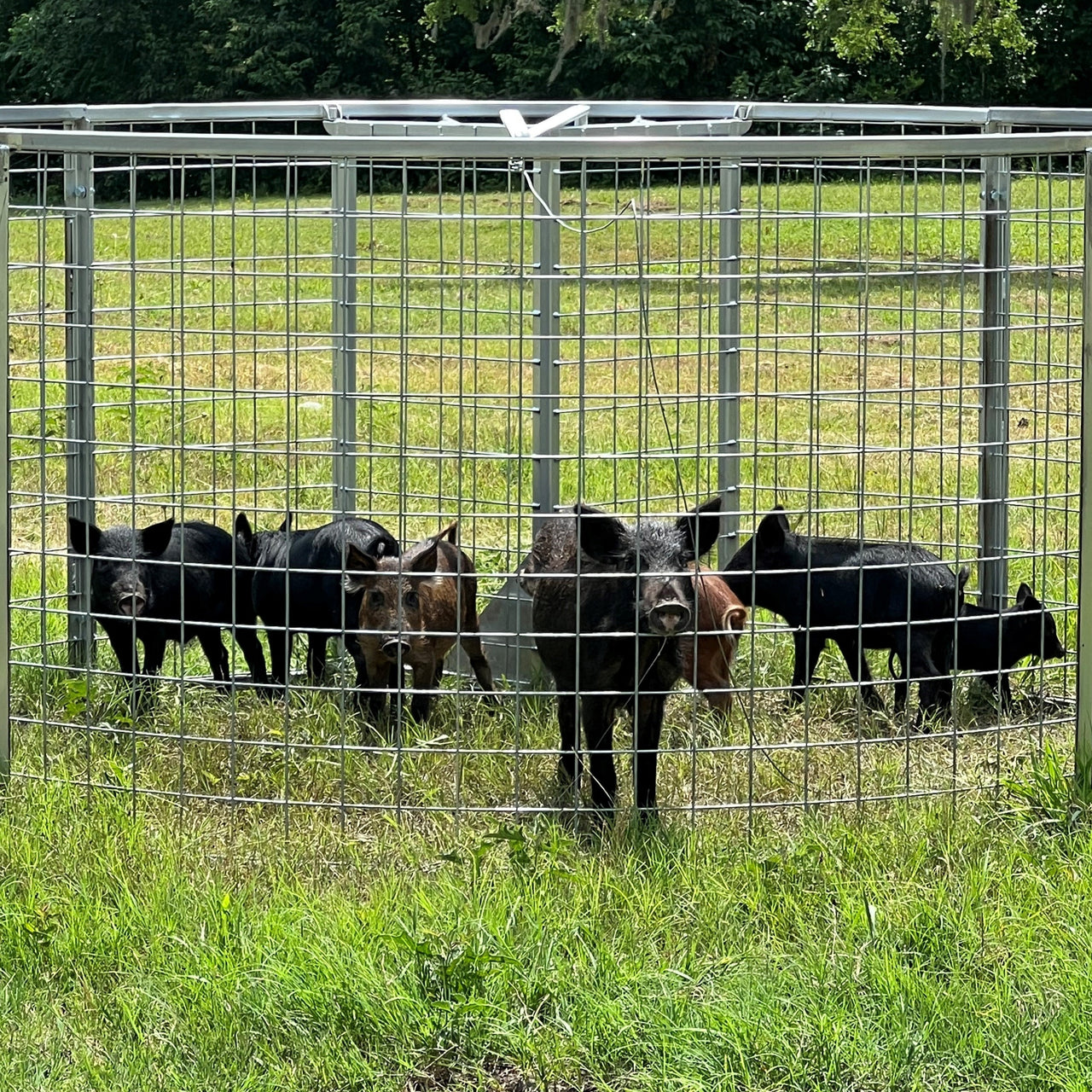 Texas Swine Saloon hog trap with multiple trapped feral hogs inside