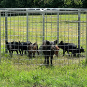 Texas Swine Saloon hog trap with multiple trapped feral hogs inside