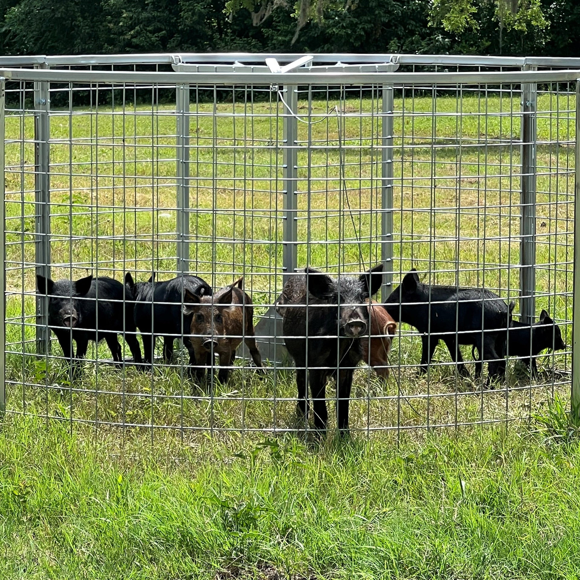 Texas Swine Saloon hog trap with multiple trapped feral hogs inside