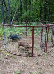 Texas Swine Saloon hog trap containing juvenile feral hogs on a wooded customer property