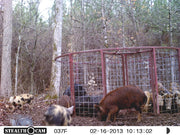 Texas Swine Saloon hog trap surrounded by a large sounder of feral hogs on a customer property