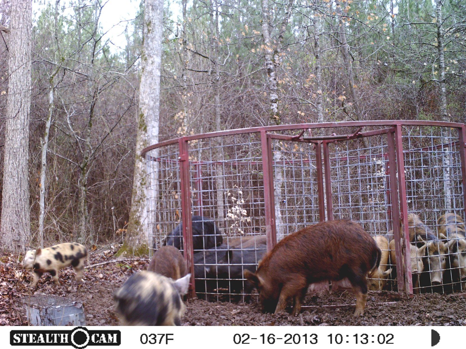 Texas Swine Saloon hog trap surrounded by a large sounder of feral hogs on a customer property