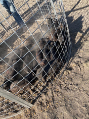 Texas Swine Saloon hog trap containing dozens of captured feral hogs after a successful catch