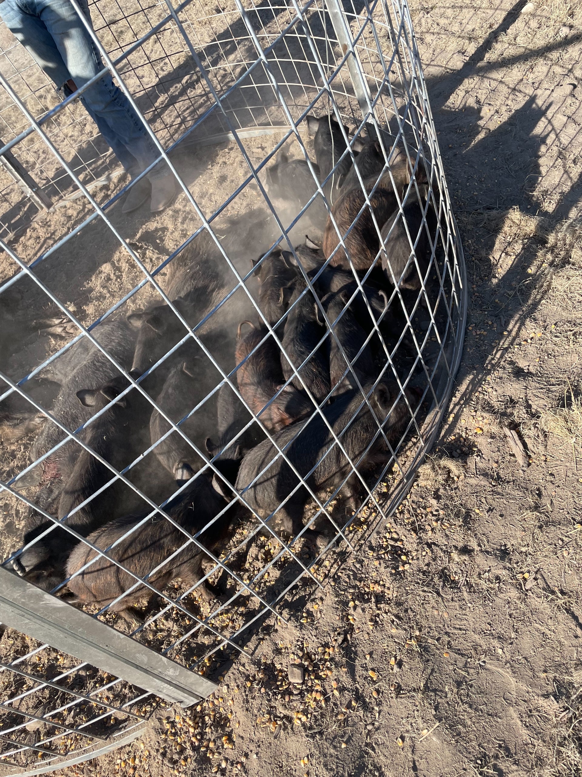 Texas Swine Saloon hog trap containing dozens of captured feral hogs after a successful catch
