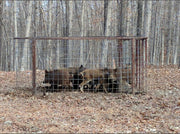 Texas Swine Saloon hog trap holding multiple feral hogs after a successful capture