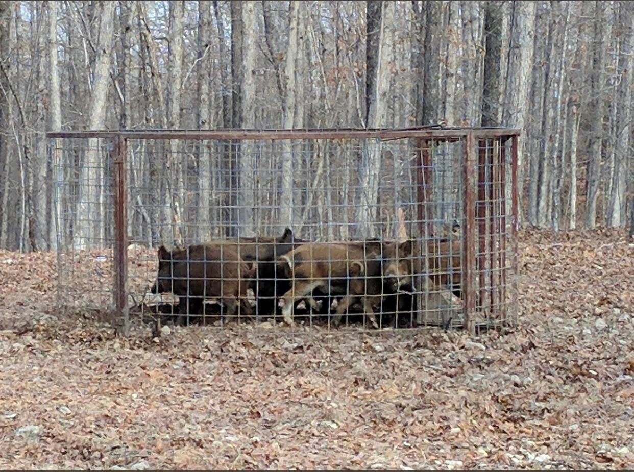 Texas Swine Saloon hog trap holding multiple feral hogs after a successful capture