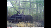 Large sounder of feral hogs feeding inside a Texas Swine Saloon hog trap