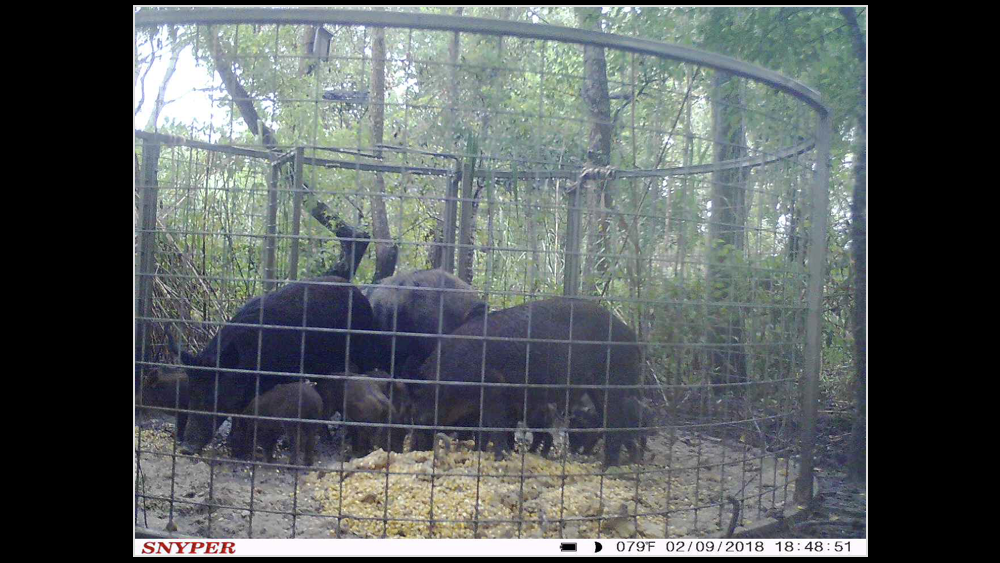 Large sounder of feral hogs feeding inside a Texas Swine Saloon hog trap