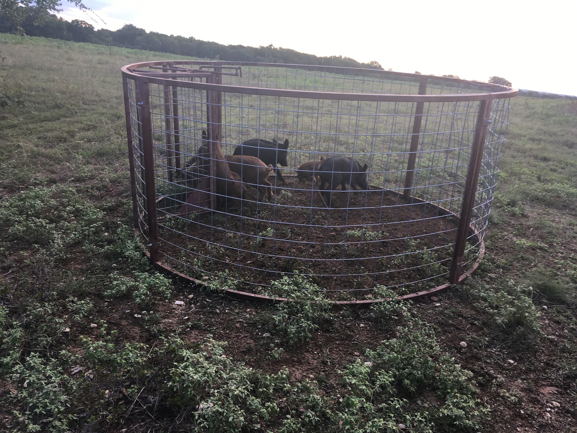 Portable Texas Swine Saloon hog trap used to capture feral hogs on ranch property