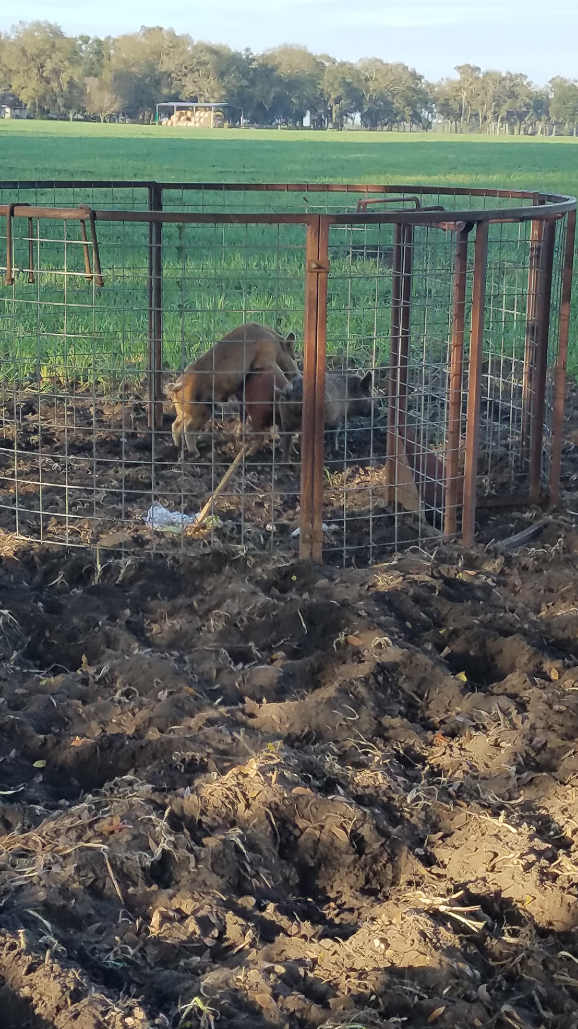 Texas Swine Saloon hog trap with captured feral hogs near property damaged by hog rooting activity
