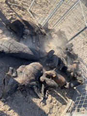 Texas Swine Saloon hog trap demonstrating capture of an entire feral hog sounder including an adult sow and multiple piglets