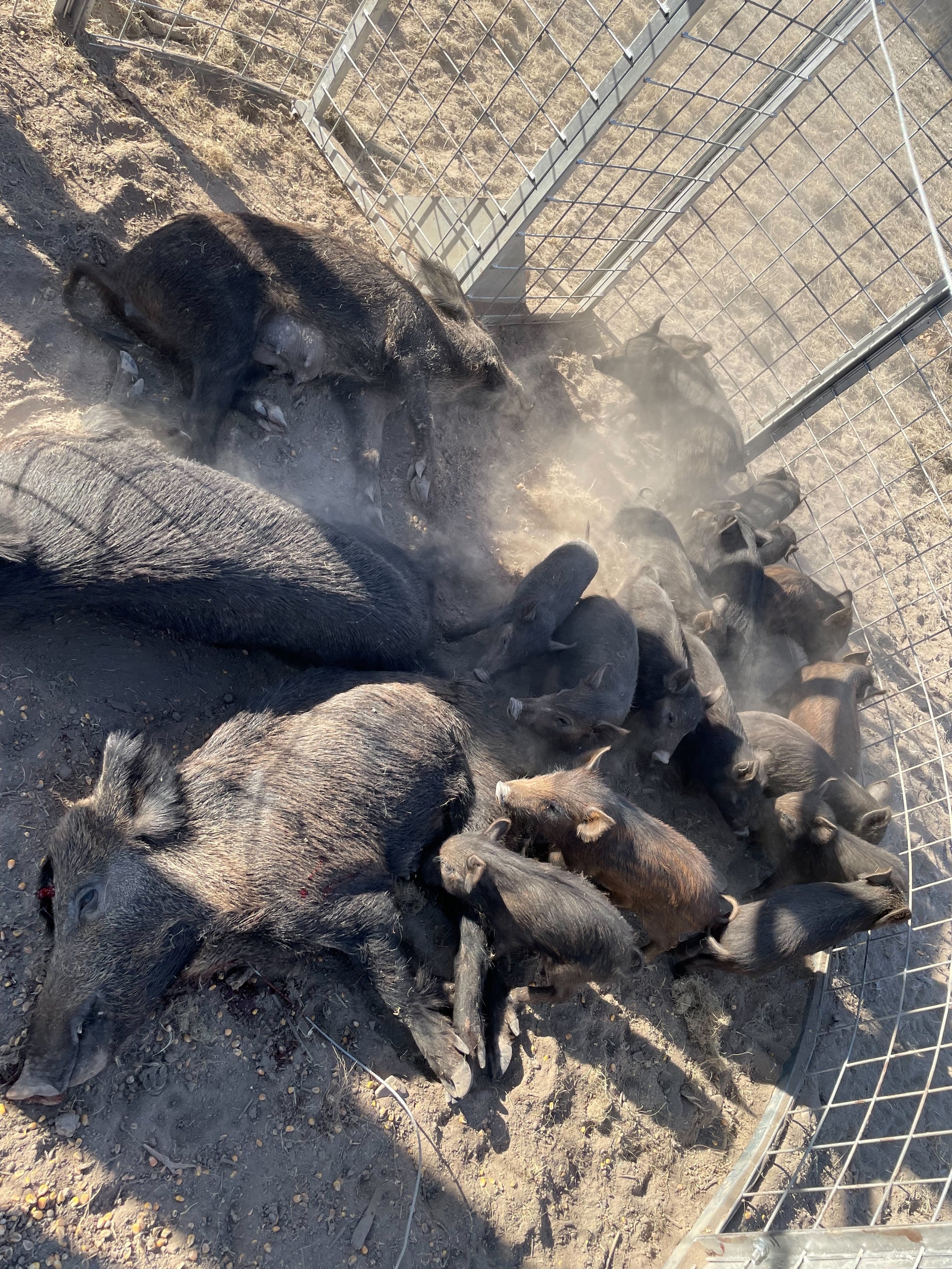 Texas Swine Saloon hog trap demonstrating capture of an entire feral hog sounder including an adult sow and multiple piglets